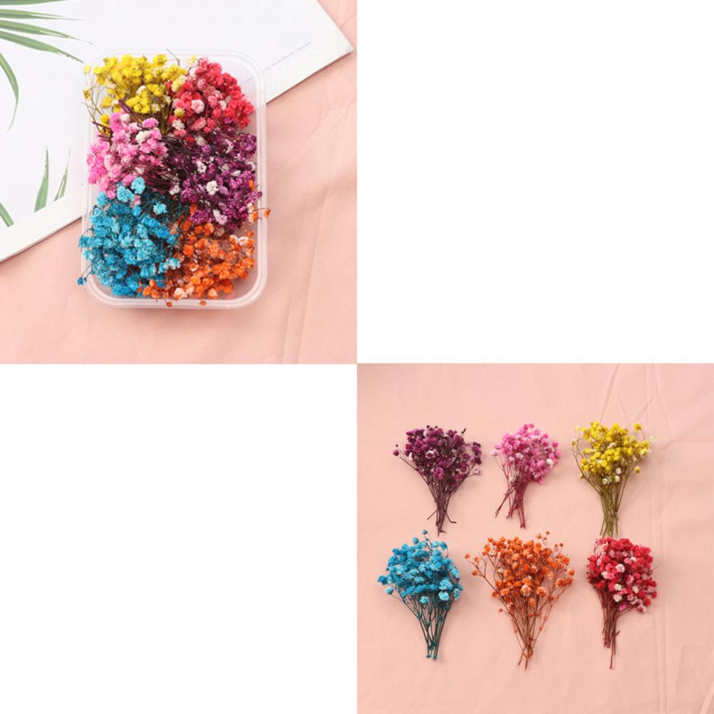 Dried Flower Bulk - Flores Naturais Reais para Criações Eternas,