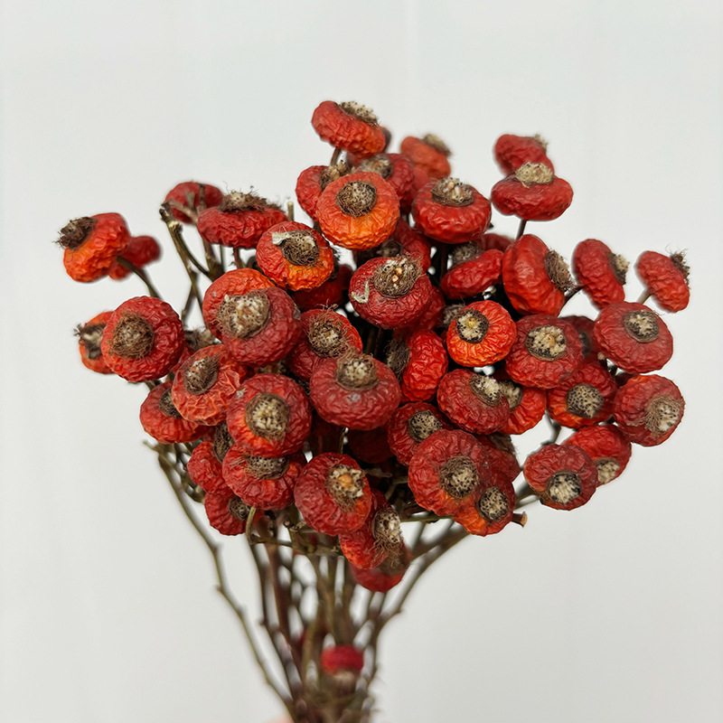 10 Unidades/Conjunto de Flores - Dried Flower Bulk avaliação e preço