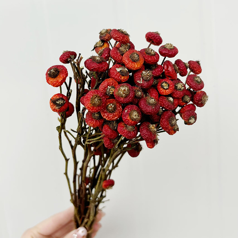 10 Unidades/Conjunto de Flores - Dried Flower Bulk avaliação e preço