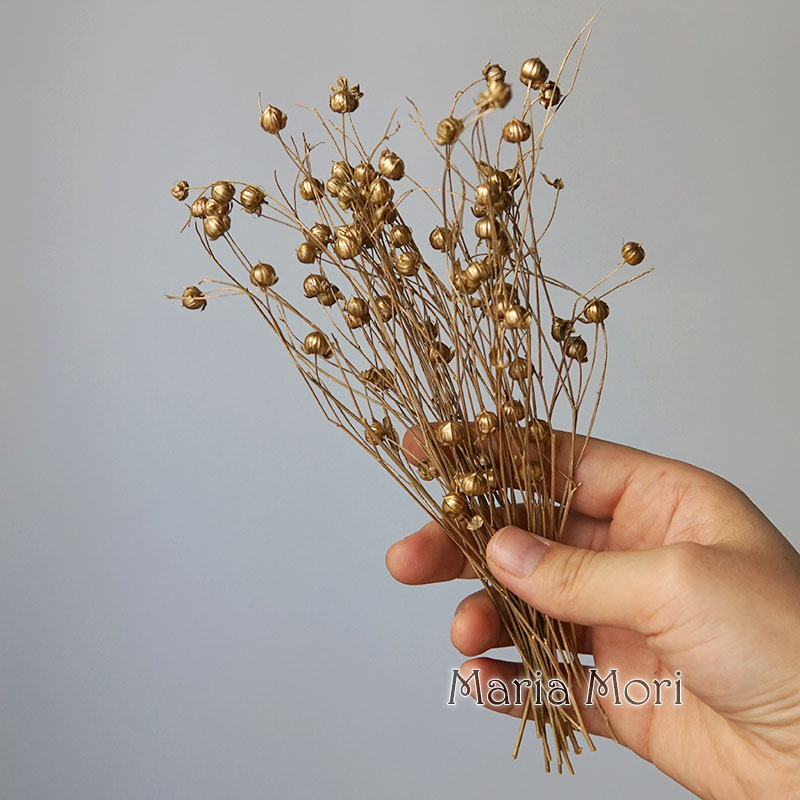 5g feijão de linho preservado  - Dried Flower Bulk avaliação e preço