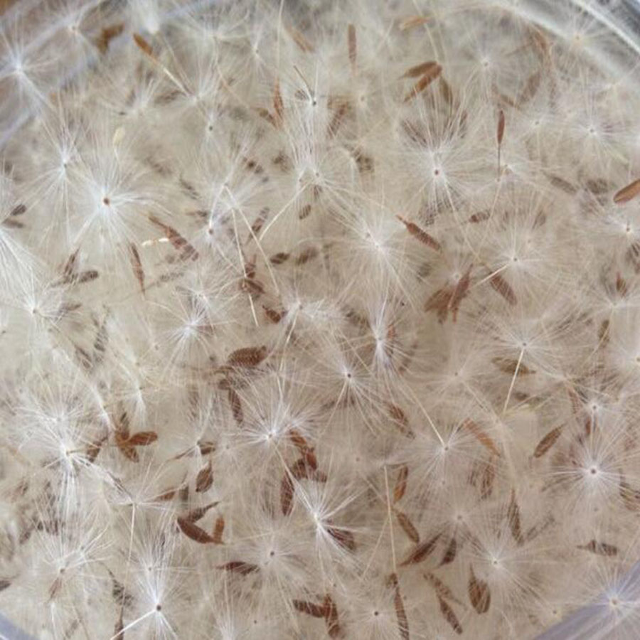 Mini White Dried Dandelion Flo - Flower Preservation Resin avaliação e preço