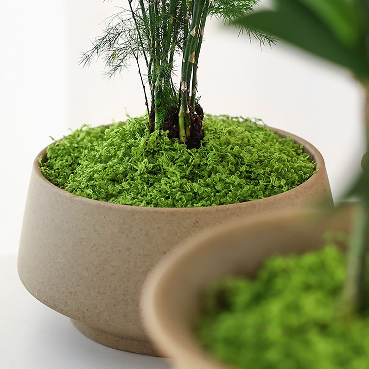 Cerca de 20g de Plantas Verdes - Terrarium Moss Art avaliação e preço