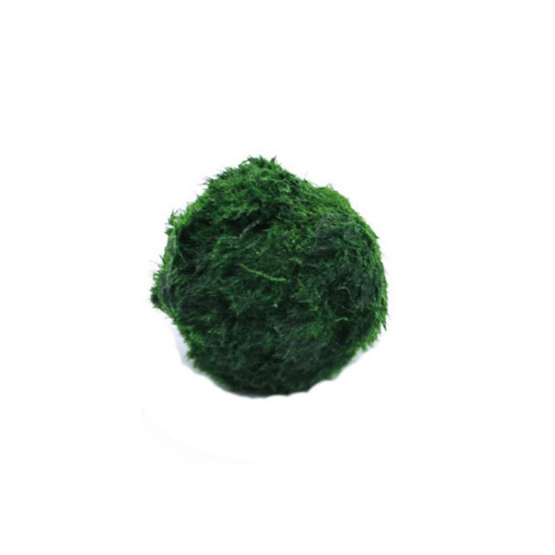 Marimo musgo bolas ao vivo aqu - Terrarium Moss Art avaliação e preço