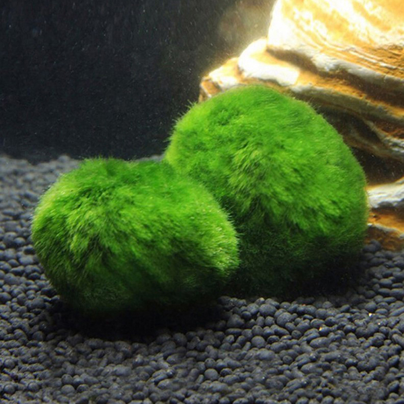 Marimo musgo bolas ao vivo aqu - Terrarium Moss Art avaliação e preço